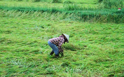 Nông dân buồn bã vì hàng nghìn ha lúa bị gãy đổ