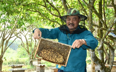 Nuôi vài tổ ong thử nghiệm, không lâu sau có hàng trăm đàn ong mật, người dân thu "lãi khủng"