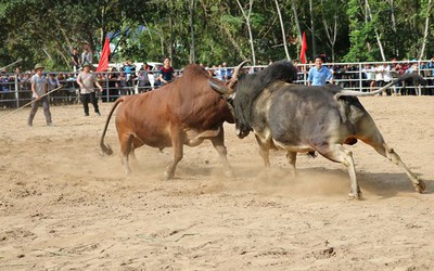 Khai hội chọi bò tri ân các thầy cô giáo nhân ngày 20/11