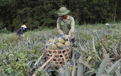 Dứa ngọt giảm giá sốc, chua chát lòng nông dân