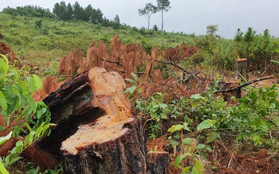 Đề nghị công an vào cuộc điều tra vụ phá rừng phòng hộ cách trụ sở 2km