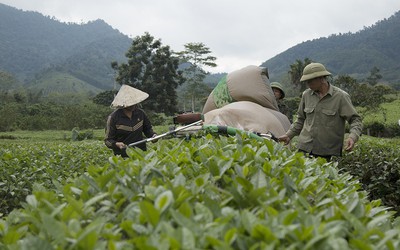 Bỏ thành phố, hàng chục thanh niên lên rừng “biến sỏi thành cơm”