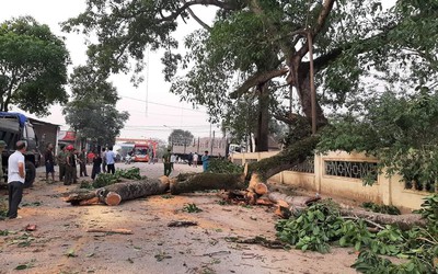 Cành cây đa 300 tuổi bất ngờ bị gãy, đè 4 em học sinh bị thương