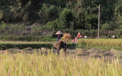 Đẹp mê hồn “mùa vàng” trên ruộng bậc thang ở vùng cao Nghệ An