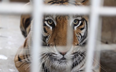 Cận cảnh 9 con hổ trong vụ nuôi nhốt trái phép như mèo ở nhà dân