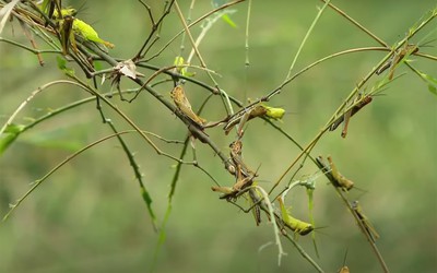 Dịch châu chấu tàn phá hàng trăm ha cây tre mét ở Nghệ An