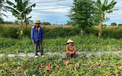 Vụ ruộng dưa hấu bị phá: Vợ chồng cụ ông tha thứ nhóm thanh niên