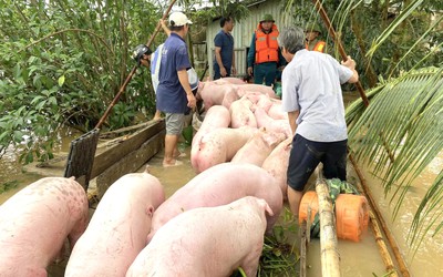 “Người trong vùng lũ có thể bị ướt nhưng lợn gà thì phải khô”