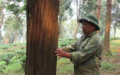 Hồi sinh cây pơ mu, sa mu giữa đại ngàn