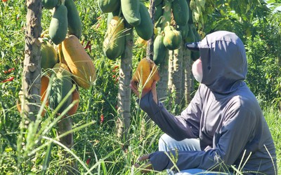 Nghệ An: Đu đủ “cháy hàng”, giá tăng gấp đôi trước ngày Rằm tháng Bảy