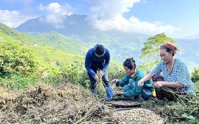 Mạnh dạn chuyển đổi cây trồng vật nuôi để thoát nghèo ở miền núi xứ Nghệ