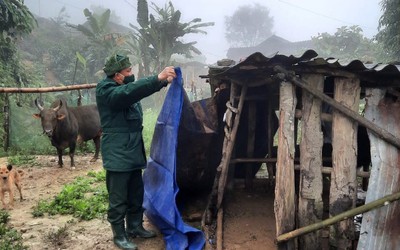 Nông dân nhóm lửa, che chuồng chống rét cho trâu bò