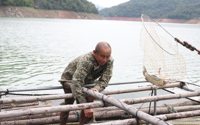 Lão nông bỏ ruộng xuống nước, kiếm trăm triệu/năm nuôi con ăn học