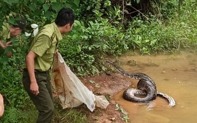 Đồng Nai: Cá thể trăn đất nặng 42kg được thả về rừng