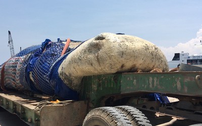 Bình Thuận: Kéo cá ông nặng gần 5 tấn lụy ngoài khơi vào bờ