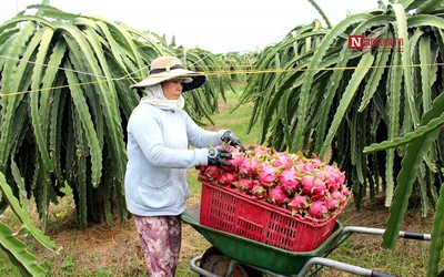 Bình Thuận “cầu cứu” Bộ Công Thương hỗ trợ tiêu thụ hơn 236.000 tấn thanh long