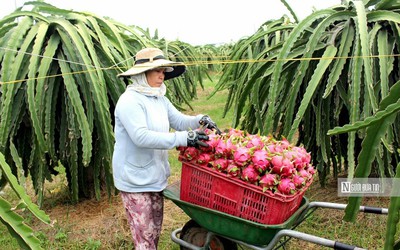 Bình Thuận: Cử tri đề nghị được cấp thêm điện chong đèn thanh long