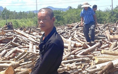 Bình Thuận: Bắt đối tượng cưa trộm 1.100 cây keo lá tràm