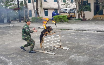 Chuyện về vũ khí "sống" của Bộ đội Biên phòng