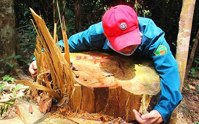 Quảng Nam: Địa bàn quá rộng nên vẫn còn tình trạng phá rừng!?