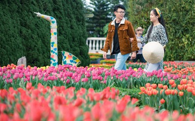 Ngỡ ngàng vẻ đẹp vườn hoa tulip lớn nhất Việt Nam