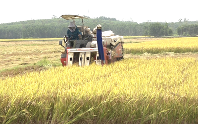 Quảng Nam đề xuất chuyển 362ha đất trồng lúa, đất rừng làm dự án