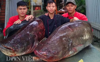 Đôi cá leo dài 1,5m, nặng 107kg vừa xuất hiện tại Hà Nội có giá bao nhiêu?