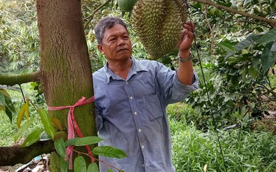 Thực hư vụ “giải cứu” sầu riêng ở Tiền Giang