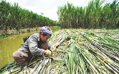 Người nông dân phấn khởi khi giá mía tăng vọt những ngày cuối năm