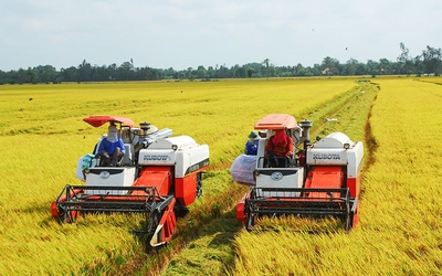 Giá nông sản tuần qua: Giá lúa biến động nhẹ