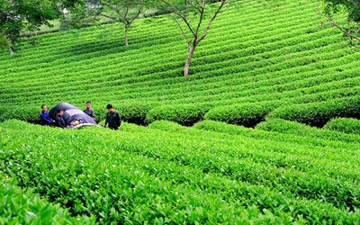 Lời giải cho phát triển nông nghiệp sinh thái bền vững