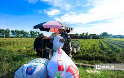 Thị trường nông sản tuần qua: Giá lúa đi ngang, cà phê giảm