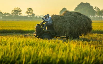 Thị trường nông sản: Giá gạo, cà phê cùng giảm