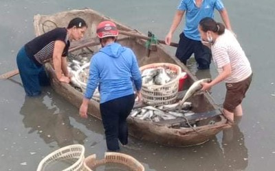 Thanh Hóa: Hàng chục tấn cá nuôi bè đột nhiên chết chưa rõ nguyên nhân