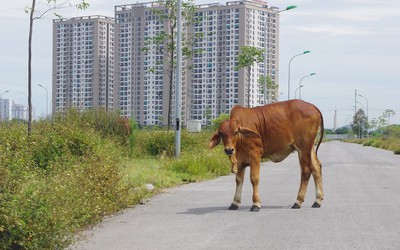 Thanh Hóa: Khu đất nghìn tỷ đấu giá khốc liệt bỗng thành nơi...thả bò