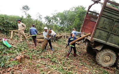 Thanh Hóa phát triển vùng nguyên liệu gỗ hơn 20.000ha tại 4 huyện