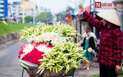 Hà Nội ngây ngất trước vẻ đẹp của hoa loa kèn những ngày tháng 4