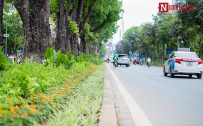 [Chùm ảnh] "Áo mới" đường Kim Mã xanh mát mắt ngày hè