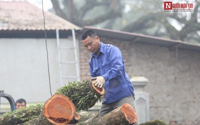 Hà Nội: Hết thời gian đặt cọc, chưa thấy ai tham gia đấu giá 2 cây sưa trăm tỷ