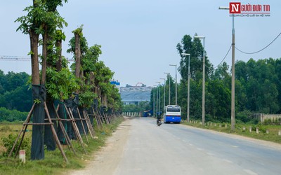 Gần 100 cây hoa sữa di chuyển lên bãi rác Nam Sơn giờ ra sao?