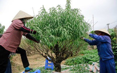 Đào Nhật Tân thay "áo mới" chuẩn bị đón Tết Tân Sửu