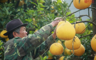 Ngắm nhìn cây bưởi trụi lá chờ lộc non đón Tết