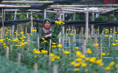 Làng hoa lớn nhất Hà Nội những ngày cận Tết thế nào?