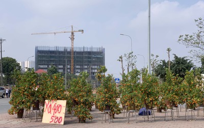 Quất, đào "sale kịch sàn" vẫn vắng bóng người mua