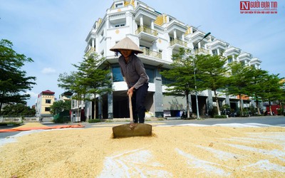 Nông dân phơi thóc vàng ươm trên con đường shophouse tiền tỷ