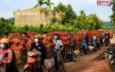 Sắc đỏ vải thiều rợp trời Bắc Giang