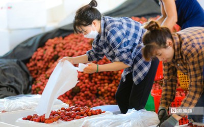 Kiếm tiền triệu mỗi ngày nhờ thu hoạch, đóng gói vải