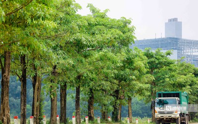 Hàng hoa sữa sau 3 năm đưa lên trồng tại bãi rác Nam Sơn