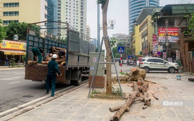 Chặt hạ hàng cây tiền tỷ mới trồng trên đường Huỳnh Thúc Kháng kéo dài