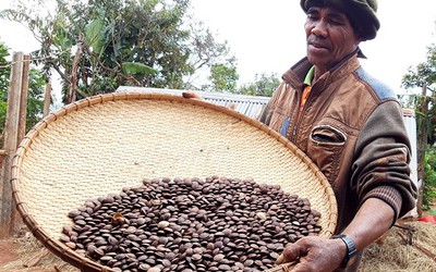 Tây Nguyên: Trắng tay từ cây cà chua thân gỗ